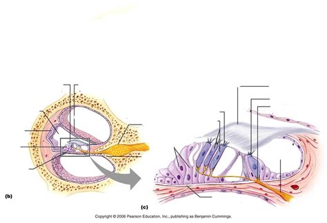 anatomy of cochlea Diagram | Quizlet