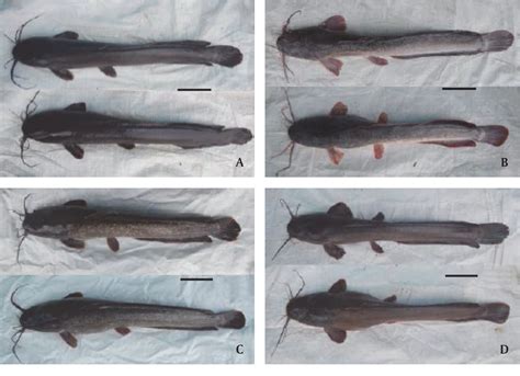 Figure 1 From Karakteristik Morfologis Dan Genetis Ikan Lele Afrika