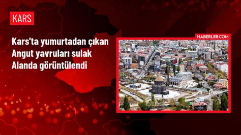 Kars ta Yumurtadan Çıkan Angut Yavruları Sulak Alanda Görüntülendi