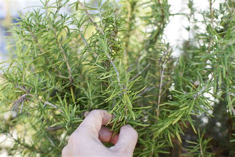 Rosemary Plants Care And Growing Guide