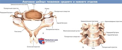 7 Позвонок Шейного Отдела Фото — Фото