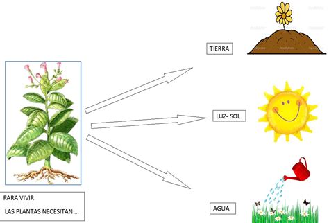 Descubre Qu Necesitan Las Plantas Para Vivir Aprende En Primer Grado