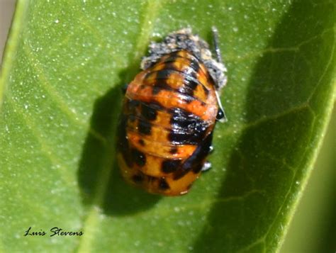 Lady Bug Nymph Project Noah