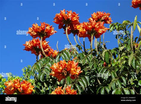 African Tulip Tree Afrikanischer Tulpenbaum Spathodea Campanulata Afrikai Tulipánfa Mexico