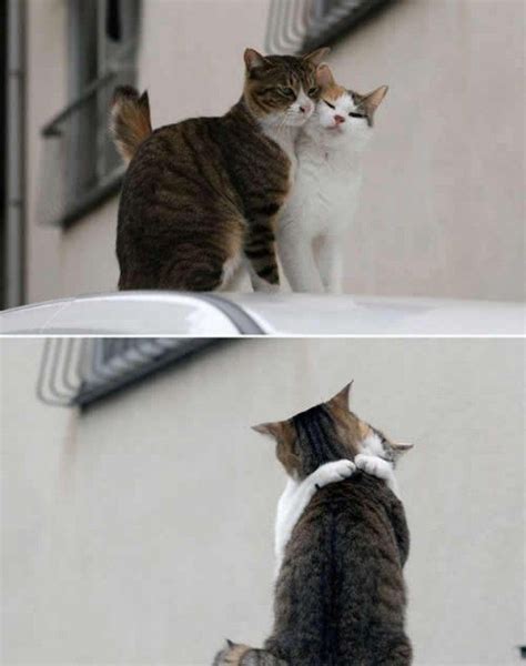 Cats Hugging Each Other...! [PIC]