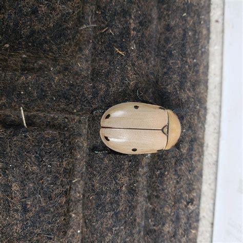 [CT] found on my front porch, never saw one of these beetles before