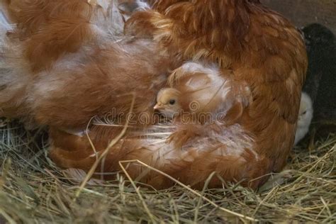 De De Bedrukte Kip En Kippen Van De Moeder Stock Afbeelding Image Of