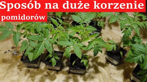 Pożywka na porost korzeni Pomidorów i jak mieć Piękną rozsadę Pomidorów