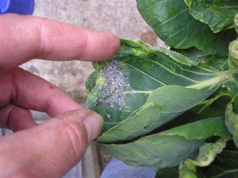 How to Control Cabbage Aphids - Making Home & Garden Plants Better