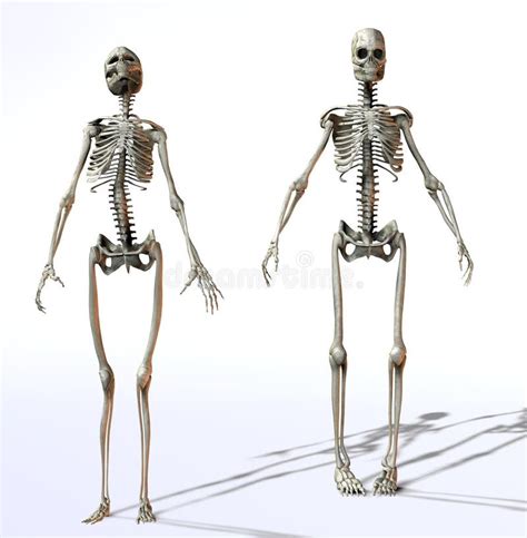 Female Vs Male Skeleton