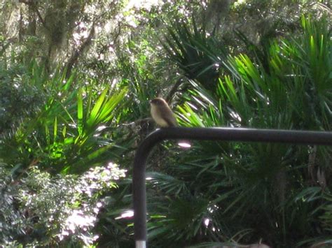 Cumberland Island wildlife | Cumberland island, Cumberland, Island