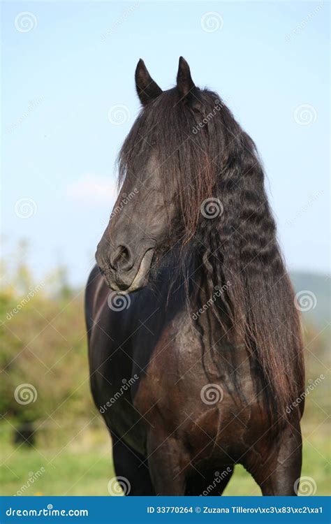 Beautiful Friesian Horse Wit Long Mane Stock Images - Image: 33770264