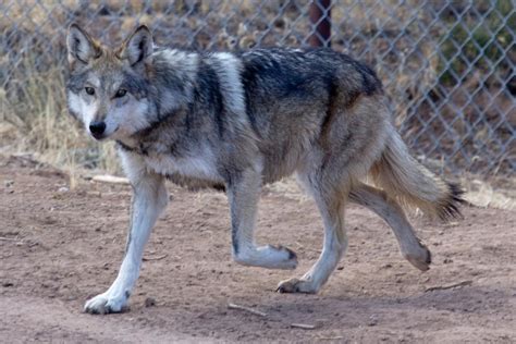 Tipos De Lobos Nombres Y Fotos