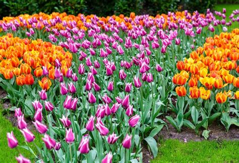 Coloridos Tulipanes En El Keukenhof Holanda Foto Premium