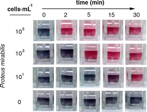 Ultrafast And Ultrasensitive Naked Eye Detection Of Urease Positive