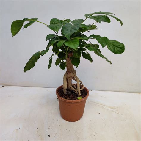 Radermachera Sinica Bonsai - NurseryBuy