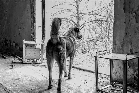 The Surviving Dogs Of Chernobyl And What We Can Learn