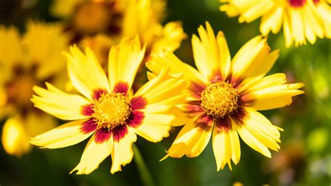 Add a Pop of Sunshine with These 14 Yellow Perennials