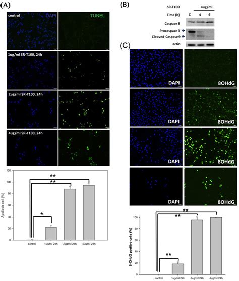 Sr T Induces Apoptosis And Dna Damage In Melanoma Cell Lines A To