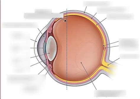 Label Layers Of The Eye 1 Diagram Quizlet