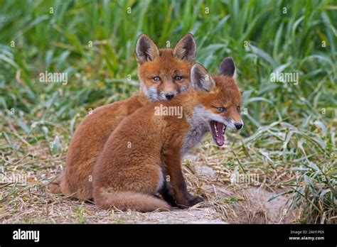 Young yelping red fox (Vulpes vulpes) two kits emerging from burrow ...