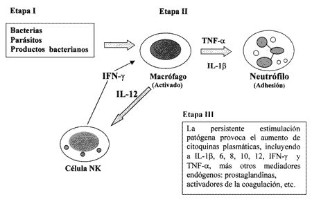 Células natural killer y el sistema inmune innato en la patología