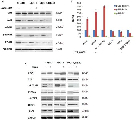 A Pi3k Inhibitor Ly294002 25 µmoll 12 H Could Down Regulate The