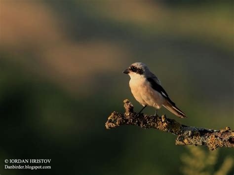 Lessergreyshrikephotography1754edwebblog Birdwatching And