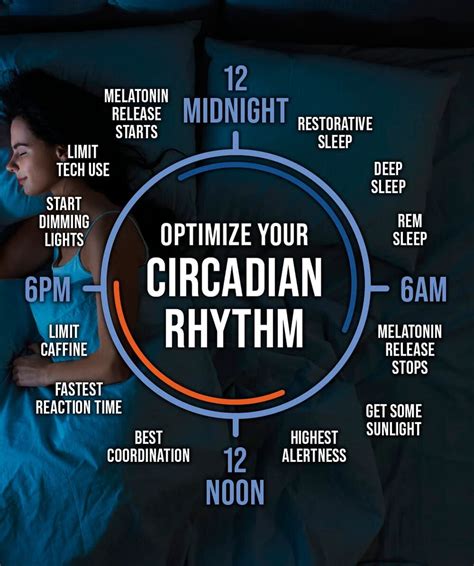 Circadian Rhythm Optimizing Your Bodys Internal Clock Elevation