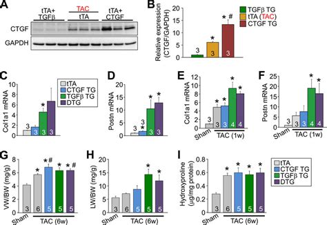 Tgf Overexpression With Ctgf Does Not Produce Greater Cardiac Disease