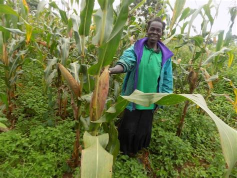 Drought tolerant maize varieties give farmers a lifeline – sciencenowMag