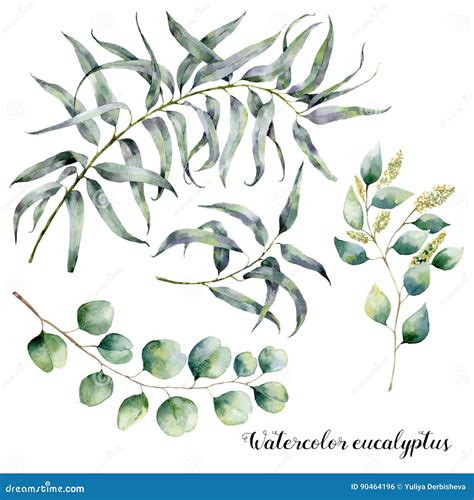 Watercolor Set With Eucalyptus Branch Hand Painted Floral Illustration