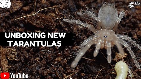 Unboxing New Tarantulas Youtube