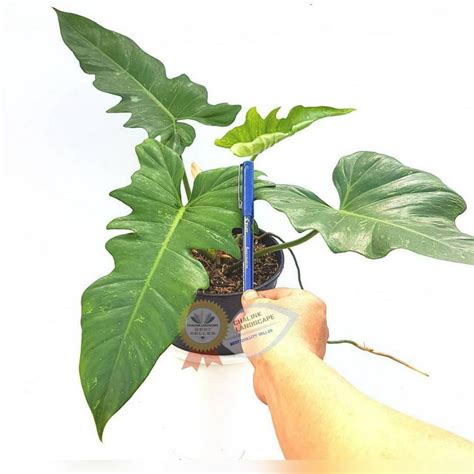 Jual Philodendron Golden Dragon Philodendron Limefiddle Tanaman