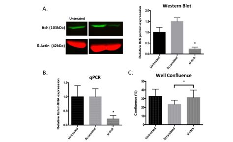 Successful Sirna Mediated Knockdown Of Itch In Primary Human Monocytes