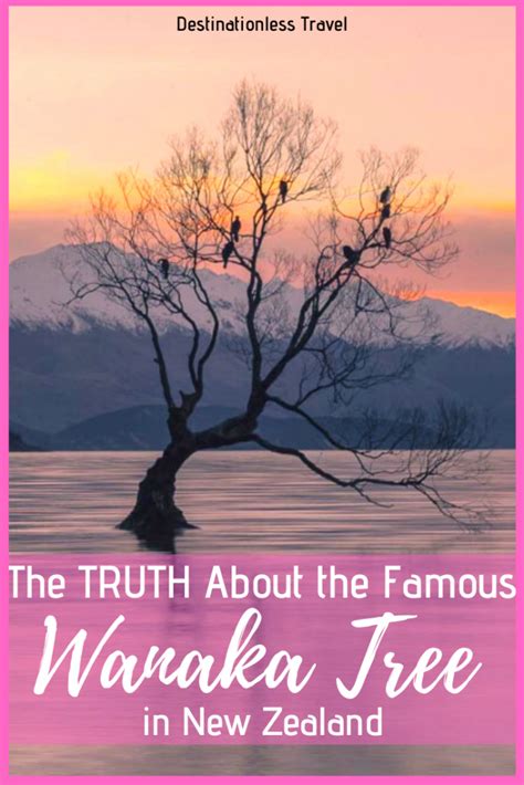 The Truth about the Wanaka Tree - What You Need to Know Before Visiting