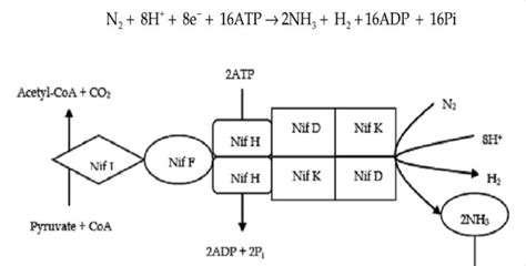 Nitrogen fixation process [52]. | Download Scientific Diagram