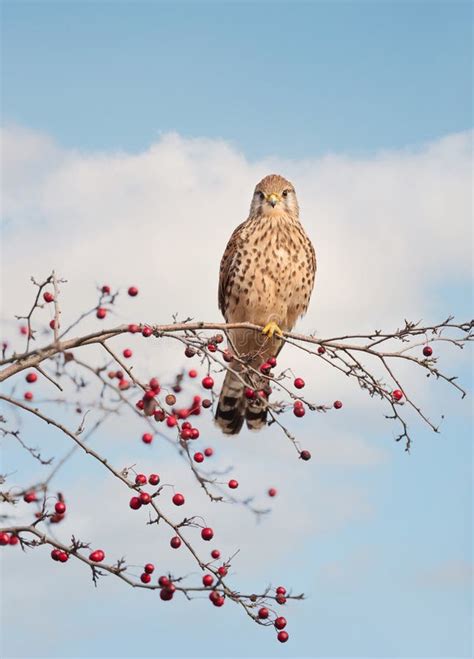 Common Kestrel Perched On A Tree Branch With Red Berries Stock Image