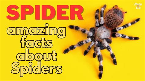 Amazing Facts About Spiders You Might Not Know Facts About Spider