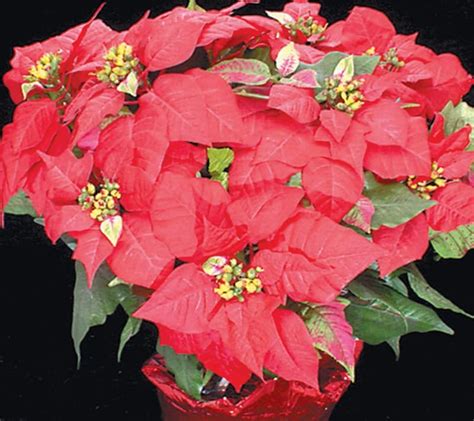 Red Potted Poinsettia - Prepared Food Photos, Inc.