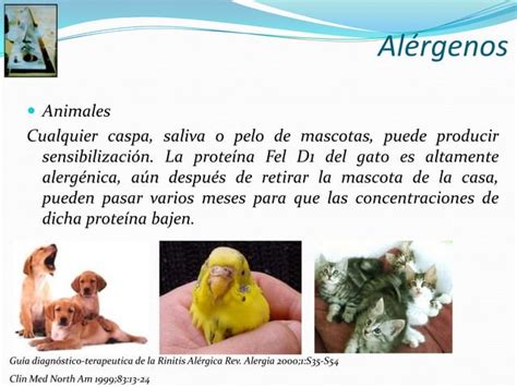 Rinitis Alergica Ppt Descarga Gratuita