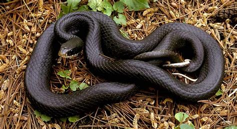 Black Racer Snake Facts, Habitat, Diet, Adaptation, Pictures