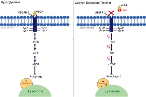 Frontiers Calcium Dobesilate Restores Autophagy By Inhibiting The