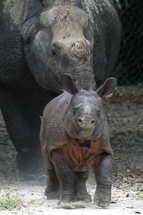 Pix Baby Rhino At Zoo Miami