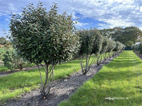 Elaeagnus Ebbingei Olijfwilg Meerstammig Boomkwekerij En Tuincentrum