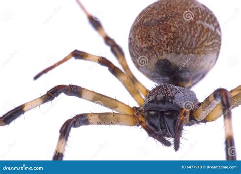 Tropical Rainforest Spider stock image. Image of spiders - 6477913