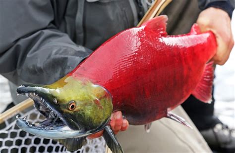 How Long To Cook Sockeye Salmon At Harold Cook Blog