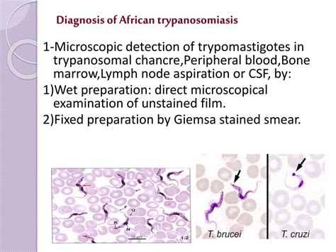 Blood Andtissue Protozoa Ppt Download