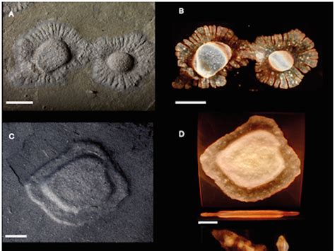 These Fossils Are 2 Billion Years Old Business Insider