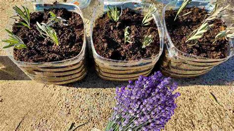 Lavanda Ecco Come Propagarla E Coltivarla Per Talea Ecco Come Si